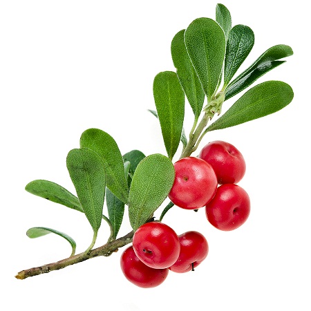 bearberry-alpha-arbutin
