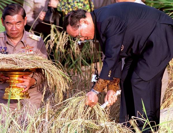 (FILES) This file photo taken on November 18, 1998 shows Thai King Bhumibol Adulyadej (R) harvesting rice at his Royal Initiated Project in the eastern province of Prachinburi. Thailand's King Bhumibol Adulyadej has died after a long illness, the palace announced on October 13, 2016, ending a remarkable seven-decade reign and leaving a divided people bereft of a towering and rare figure of unity. / AFP PHOTO / PORNCHAI KITTIWONGSAKUL