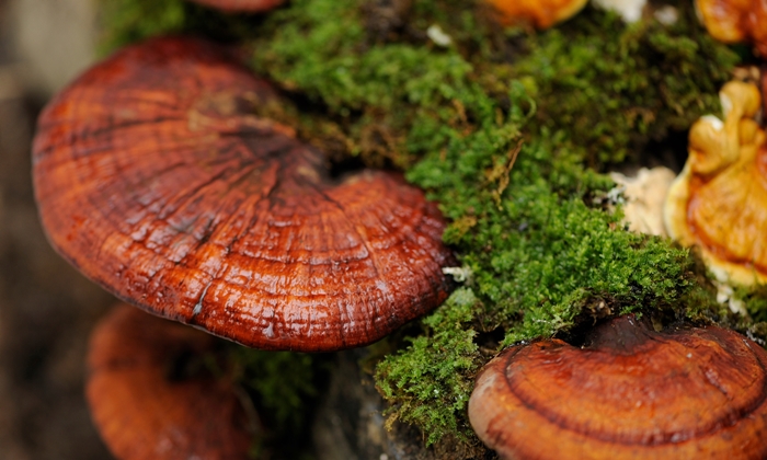 Red Lingzhi mushrooms